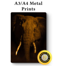 Load image into Gallery viewer, Elephant Art - Wall Art - Elephant Head Metal Poster Print