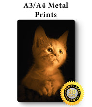 Load image into Gallery viewer, Kitten Picture - Metal Poster Print Wall Art