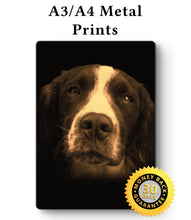 Load image into Gallery viewer, Springer Spaniel Portrait Metal Poster Print