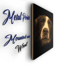 Load image into Gallery viewer, Springer Spaniel Portrait Metal Poster Print