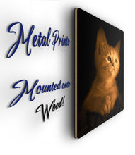 Load image into Gallery viewer, Kitten Picture - Metal Poster Print Wall Art