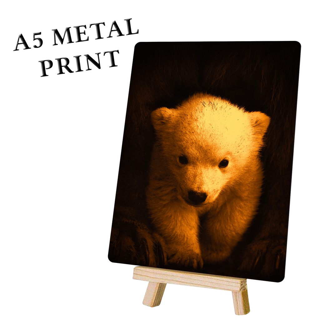 Bear Cub Picture - Metal Poster Print Bear Art