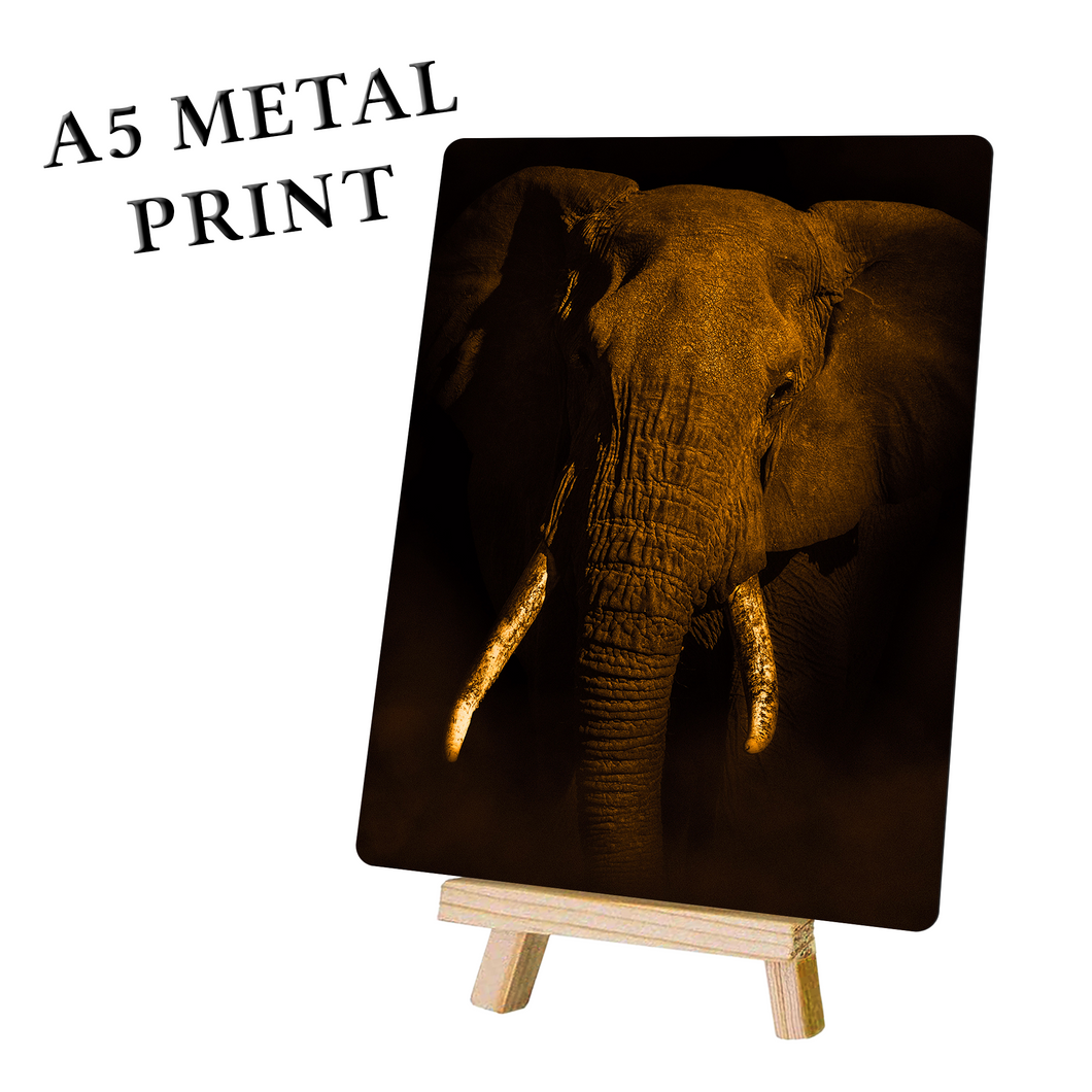 Elephant Art - Wall Art - Elephant Head Metal Poster Print