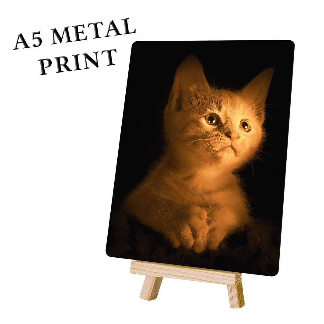 Kitten Picture - Metal Poster Print Wall Art