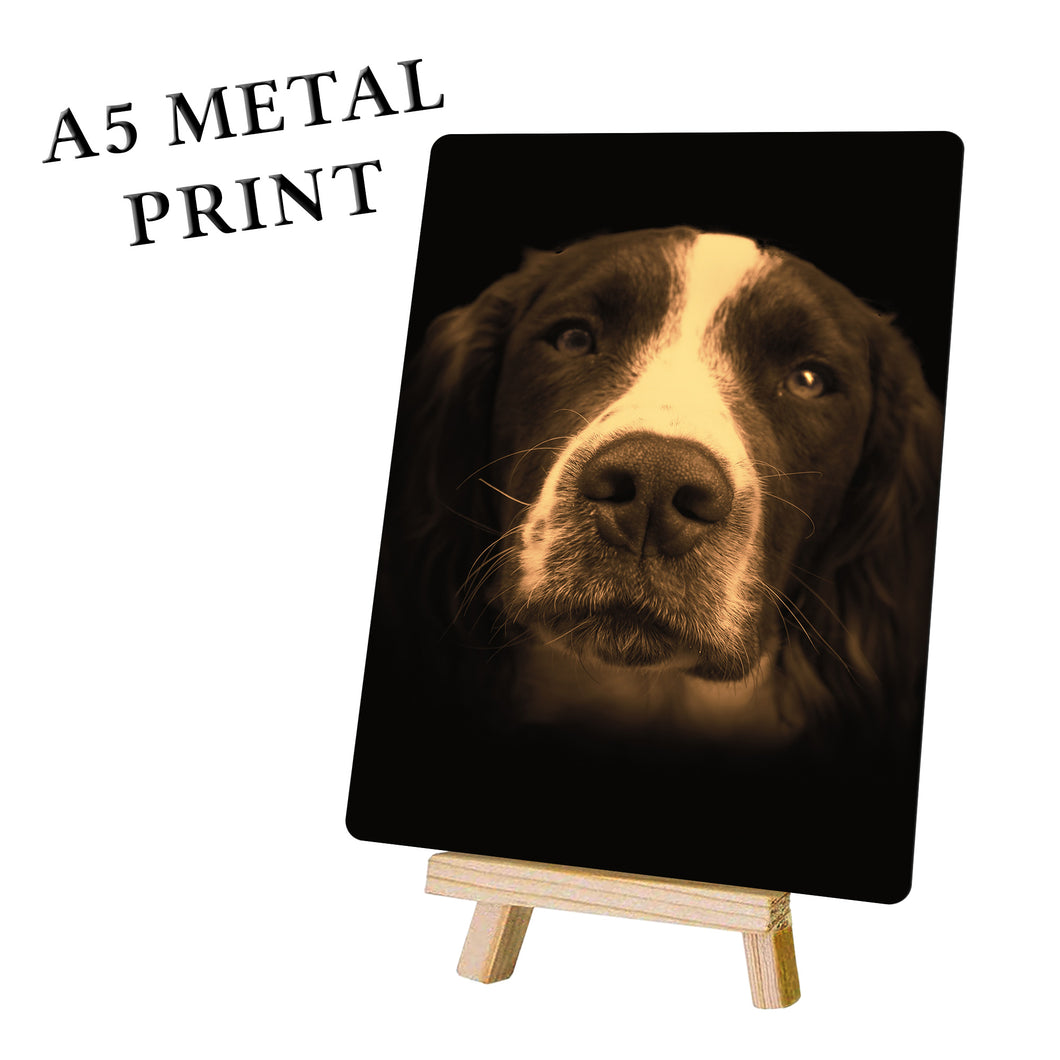Springer Spaniel Portrait Metal Poster Print